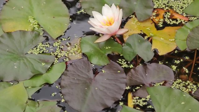 Beautiful flower and leaves in swamp. The swamp Lotus. Flower and leaves in lake. Green swamp where the plant floats. ite lotus flower with yellow pollens and green leaves in the pond flower