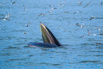 Fototapeta premium Balaenoptera brydei; Whales eating fish in the Gulf of Thailand