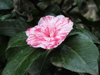 Single red streaked white flower of Camellia japonica