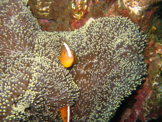 Anemonenfisch