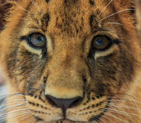 Lion cubs © Photo Gallery