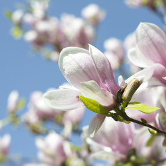 Magnolienblüte