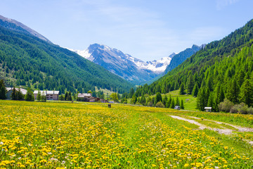 Dirt country road crossing flowery meadows, mountains and forest in scenic alpine landscape and moody sky. Summer adventure and roadtrip at Ceillac village in Queyras Regional Park, French Alps.