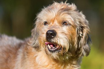 cute older small dog outdoors