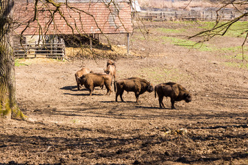 aurochs bison buffalo