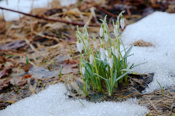 Group of snowdrop flowers growing in snow