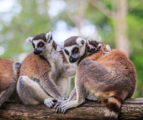 Ring-tailed lemur or Lemur catta 