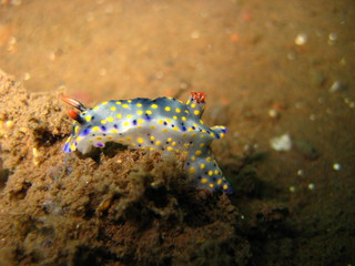 Nudibranchia