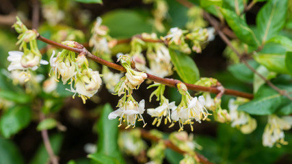 Winter Honeysuckle