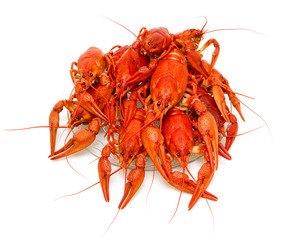 Boiled crayfish close-up on a white background.