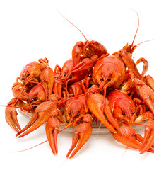 Boiled crayfish close-up on a white background.