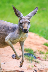 Kangaroo
