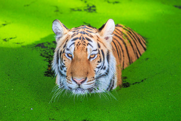 Tiger in the relax time