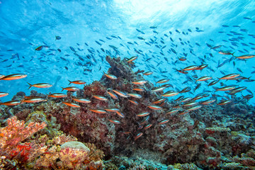 Coral rocks and fishes wall underwater landscape panorama