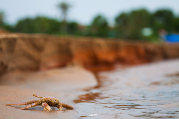 Crab