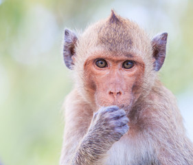Crab-eating macaque is kind of monkey in asia