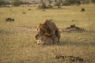 Lions mating