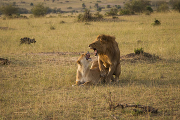 Lions mating