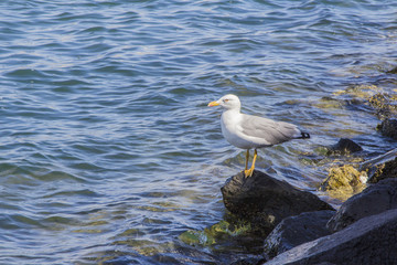 Möwe im Wasser