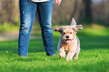 cute older dog runs on the meadow