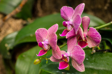 beautiful orchid flowers