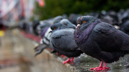 Pigeon