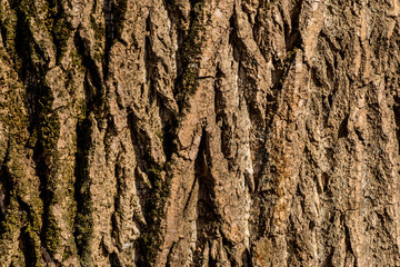 texture of tree bark