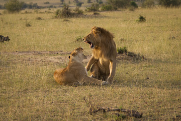 Lions mating