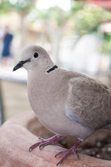 Pigeon Perching on a Vase Plant
