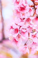 Cherry blossom or Sakura flowers 