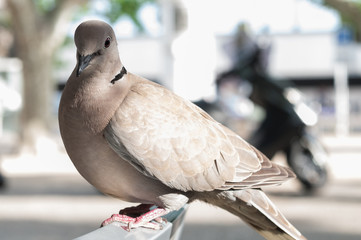 Pigeon perching on a garden chair