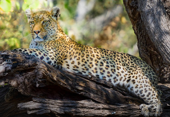 Fototapeta na wymiar Leopard Resting and Watching in Tree