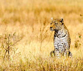 Naklejka premium Leopard on the Lookout