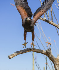 Harris Hawk taking off from a tree branch