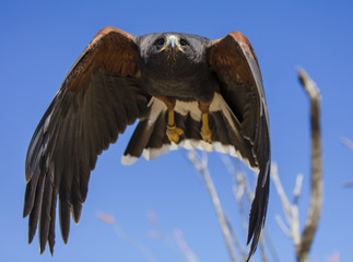 Harris Hawk flying directly into the camera