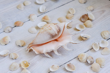set of seashells on a light background 