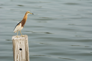 The bird standing on post in sea (ripple background)
