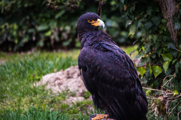 Vogel
