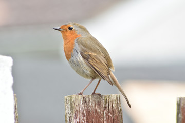 Robin