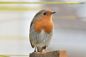 Robin