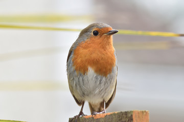 Robin