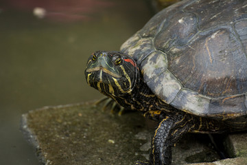 Fototapeta premium Turtle swimming in the water, Closeup face of turtle