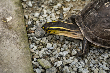 Turtle on ground