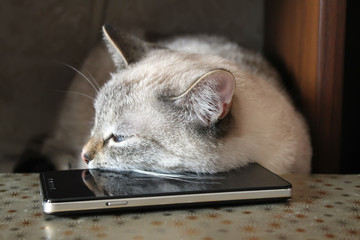 Gray cat asleep, lying head on a black smartphone