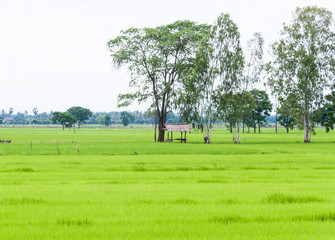 Paddy field with the small hut.