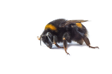 Young little wild bee