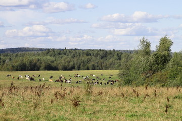 Herd of cows on a green sunny meadow with fresh grass