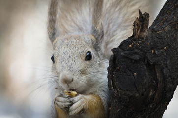 Fluffy squirrel eats nuts closeup

