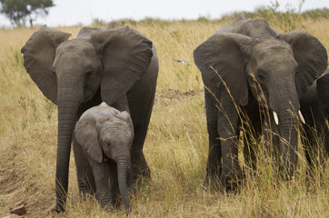 Elephant calf and parents