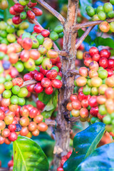Arabica coffee beans on tree from the north of Thailand